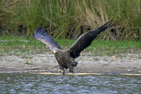 White-tailed eagle