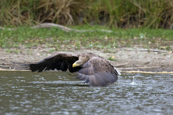 White-tailed eagle