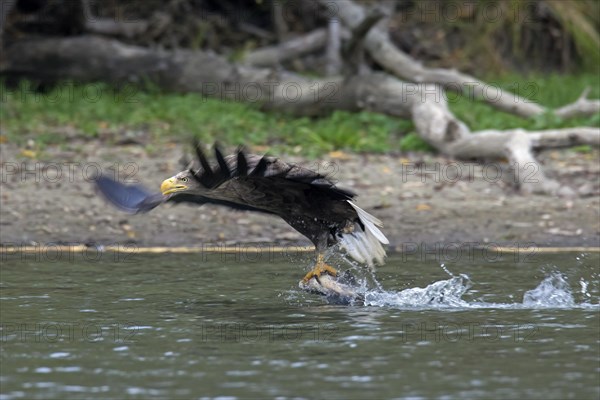 White-tailed eagle