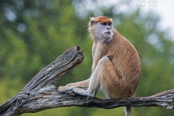 Patas monkey