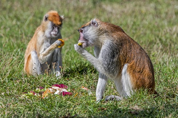 Two common patas monkeys