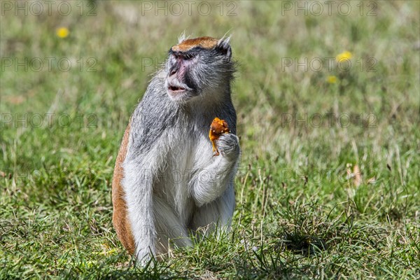 Captive common patas monkey