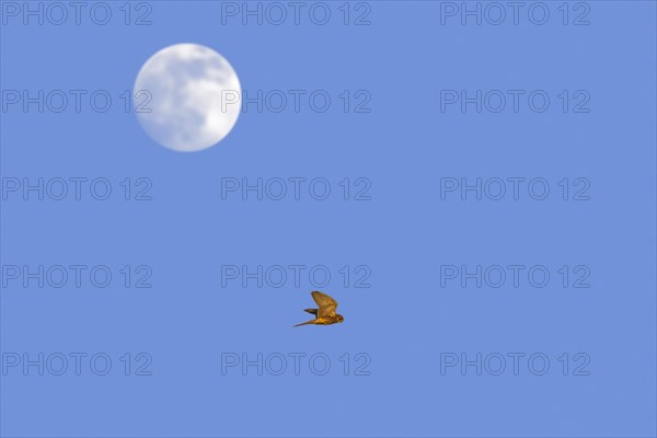 Full moon and female common kestrel