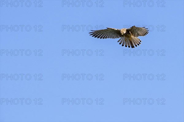 Common kestrel