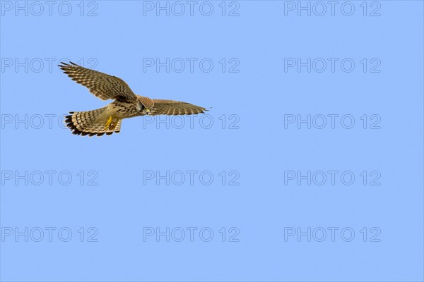 Common kestrel