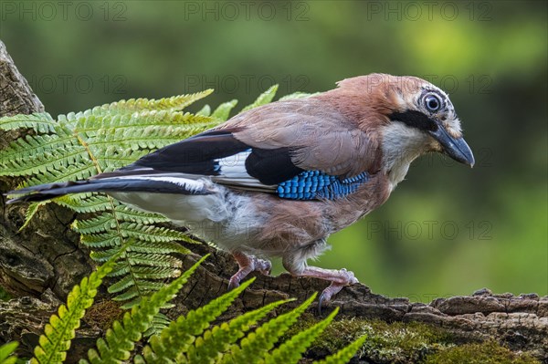 Juvenile Eurasian jay