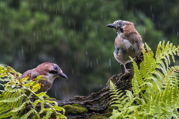 Two Eurasian jays