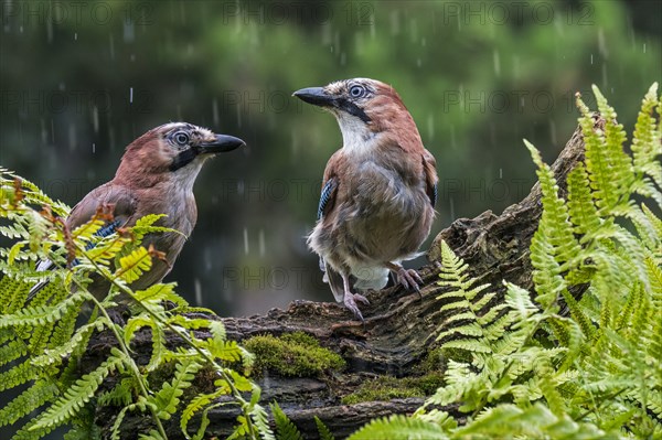 Two Eurasian jays