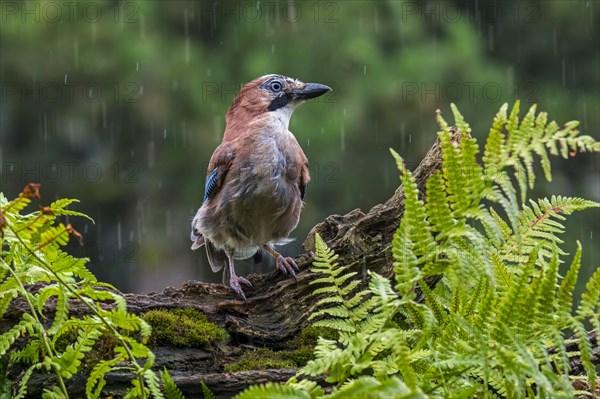 Eurasian jay