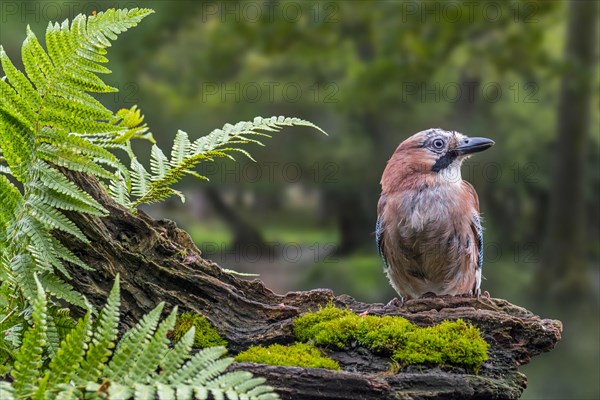 Eurasian jay