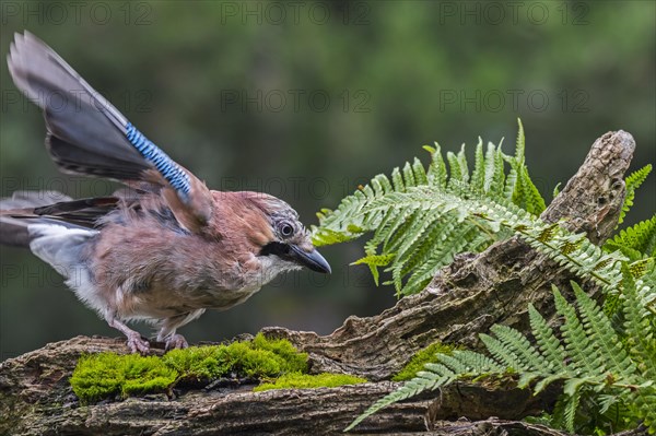 Eurasian jay