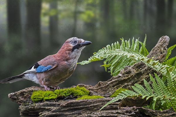 Eurasian jay