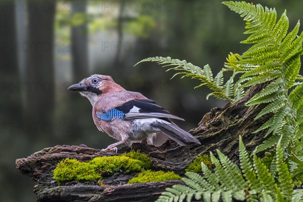 Alert Eurasian jay