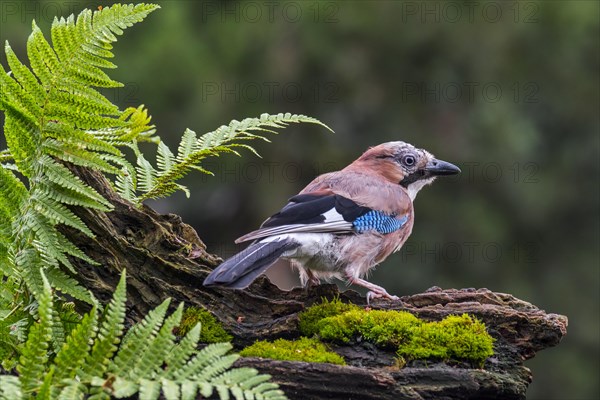 Eurasian jay