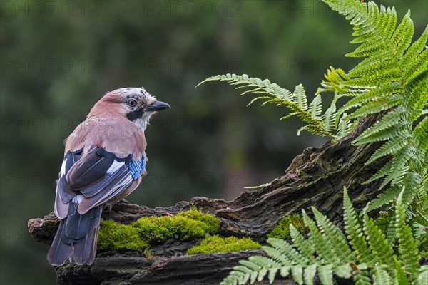 Eurasian jay