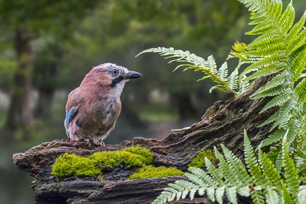 Eurasian jay