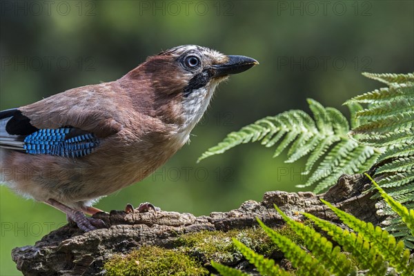 Eurasian jay