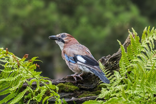 Eurasian jay