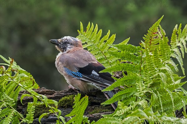 Eurasian jay