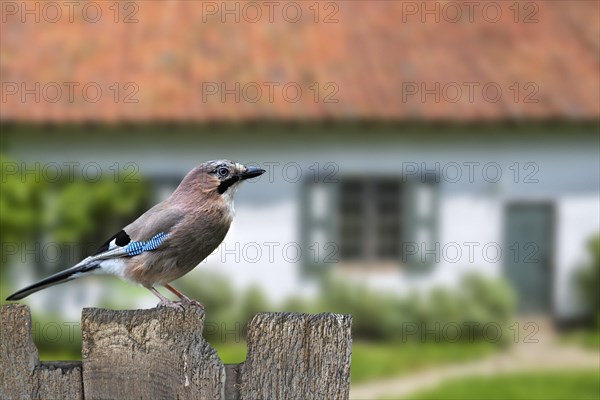 Eurasian jay