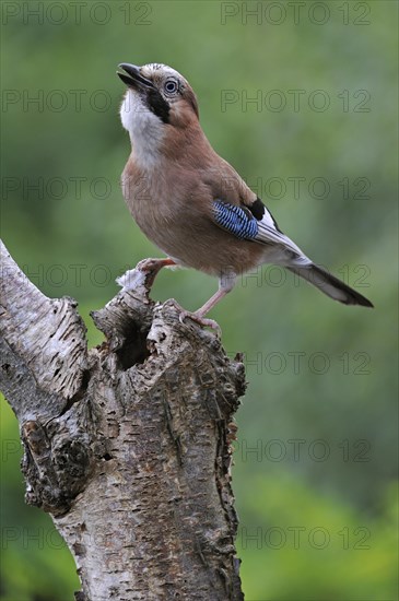 Eurasian Jay