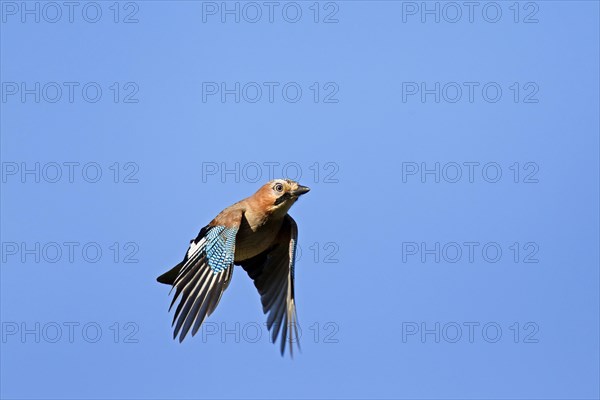 Eurasian Jay