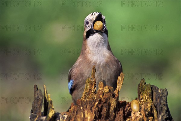 Eurasian Jay