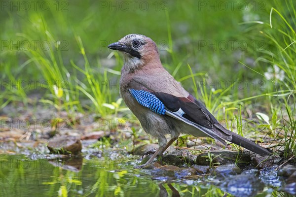 Eurasian jay