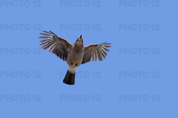 Eurasian jay