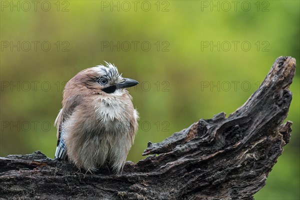 Soaking wet Eurasian jay