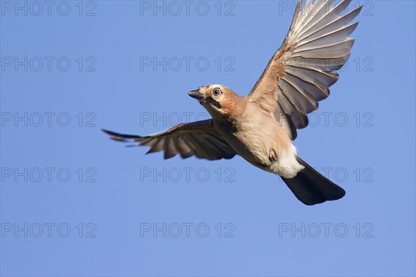 Eurasian jay