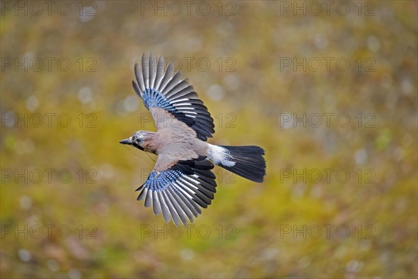 Eurasian jay