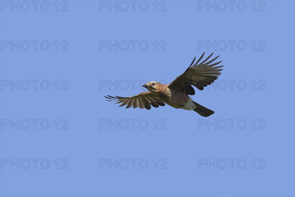 Eurasian jay