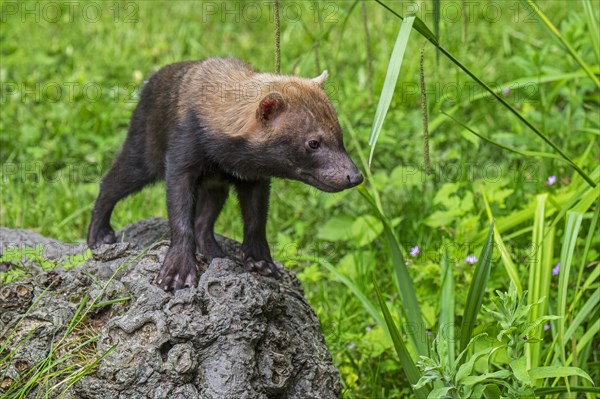 Bush dog