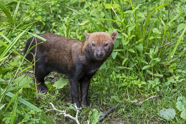 Bush dog