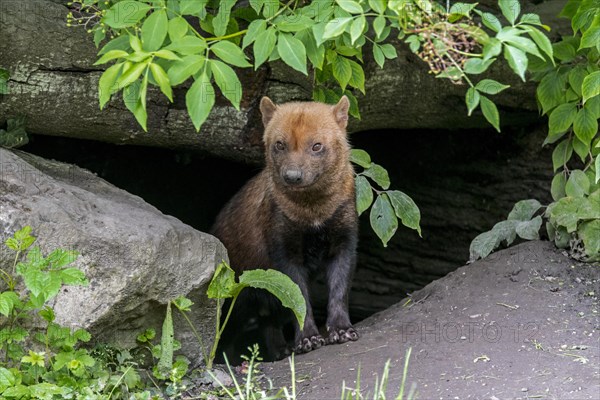 Bush dog