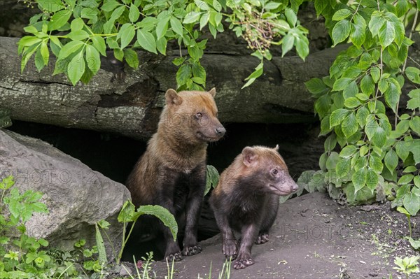 Bush dog