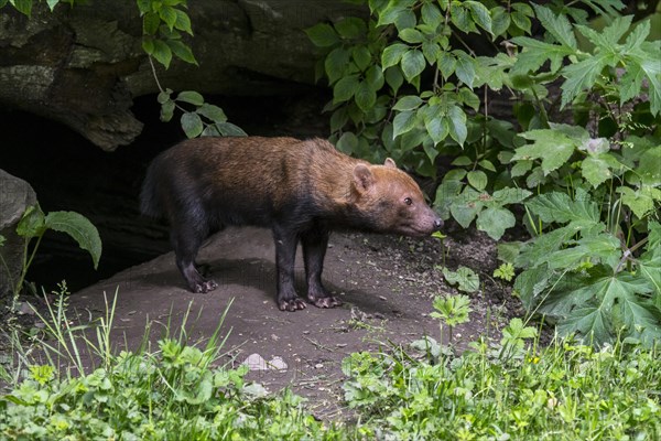 Bush dog