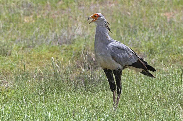 Secretarybird