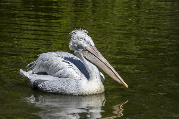 Dalmatian pelican