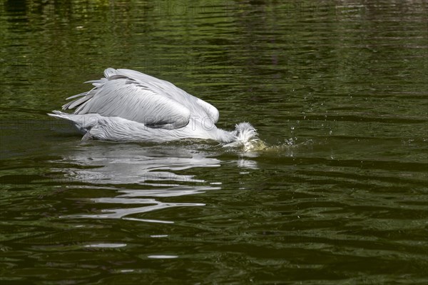 Dalmatian pelican