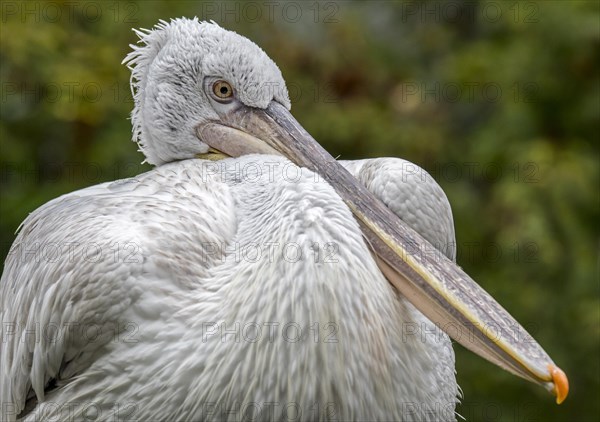 Close-up portrait of Dalmatian pelican