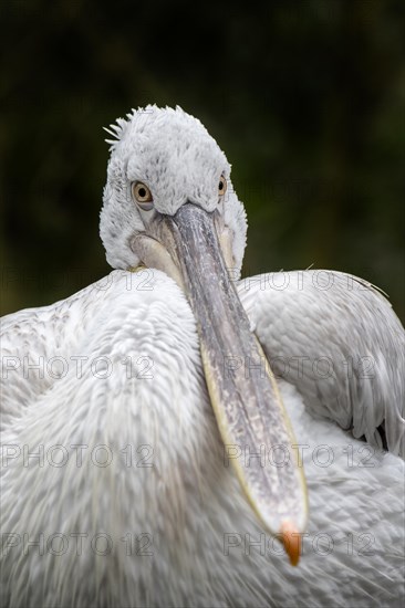 Close-up portrait of Dalmatian pelican