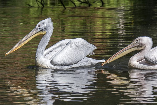 Dalmatian pelican