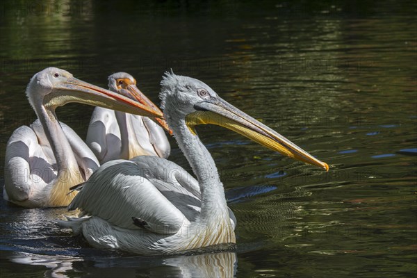 Dalmatian pelican