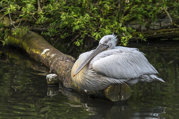 Dalmatian pelican