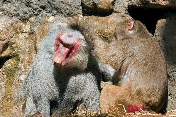 Hamadryas Baboons