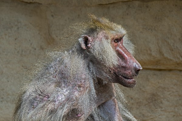 Scruffy old hamadryas baboon