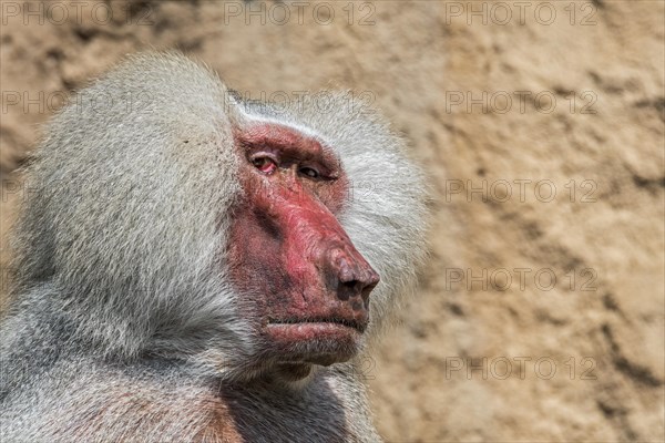 Hamadryas baboon