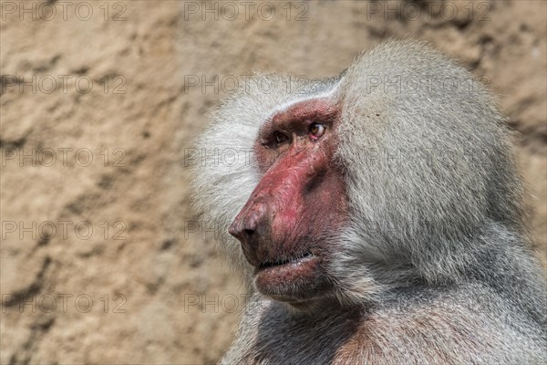 Hamadryas baboon